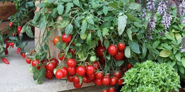 plantation de tomates cerises