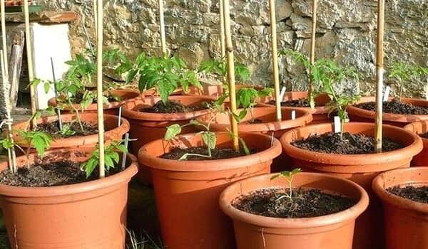 Tomaten planten in potten