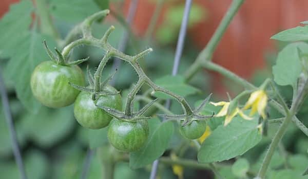plants de tomates cerises