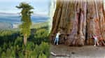 Hyperion is the tallest tree in the world
