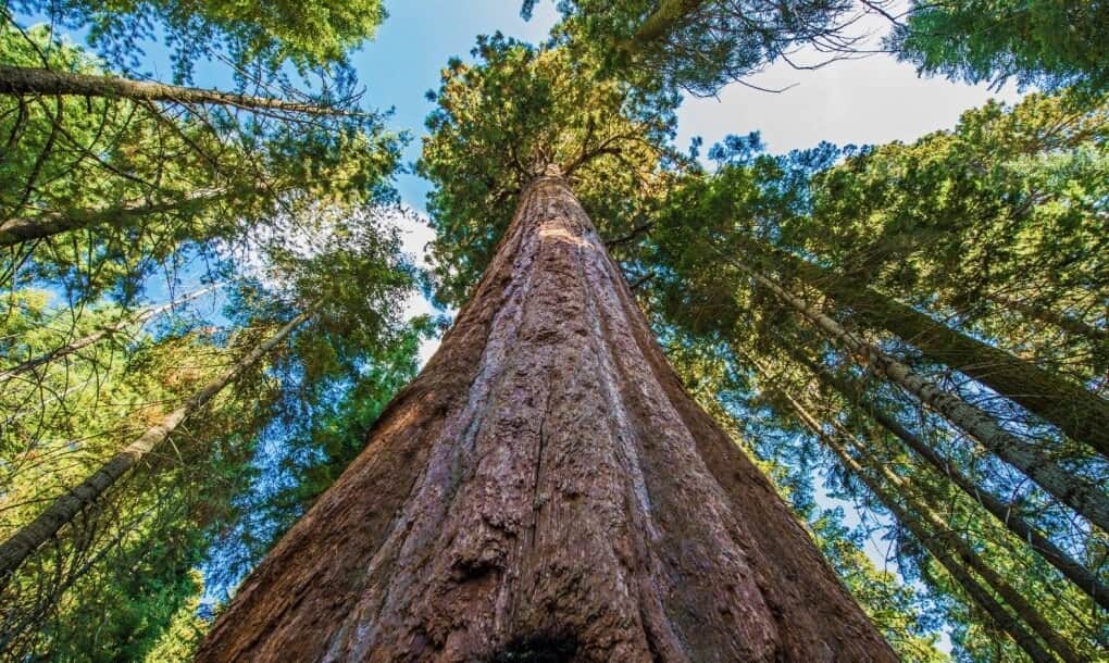 Temukan pohon tertinggi di dunia