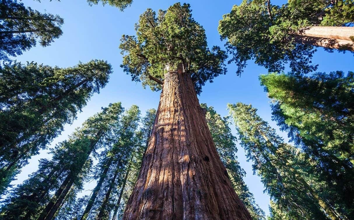 세계에서 가장 큰 나무가 계속 자랍니다